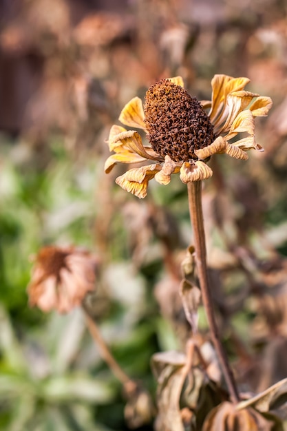 Marigold flowers frozen from autumn frost. The first night frost. The family of asters. Muted tones. Selective focus. The background is blurry.