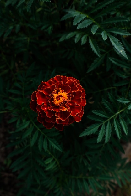 濃い緑色の背景に庭のマリーゴールドの花