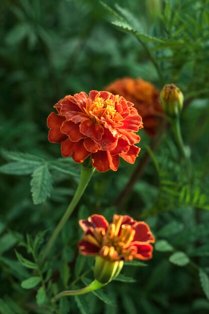 Marigold flowers growing on a green background of a lawn in the garden