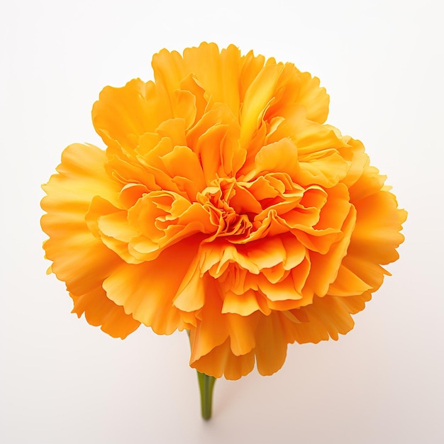 Marigold flowers isolated on transparent background for pongal diwali marriage Generative Ai