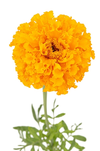 Marigold flowers lat Tagetes isolated on white background