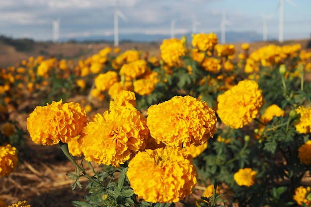 Marigold flowers in the meadow in the sunlight with nature landscape