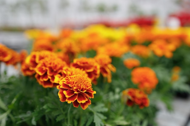 Marigold flowers in a nursery closeup