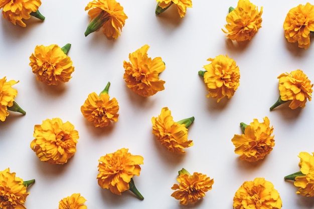 Marigold flowers pattern on white background holiday decoration orange marigolds flat lay