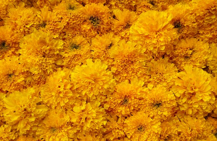 Photo マリーゴールドの花のテクスチャの背景