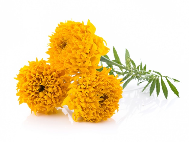 Marigold Flowers On White Background