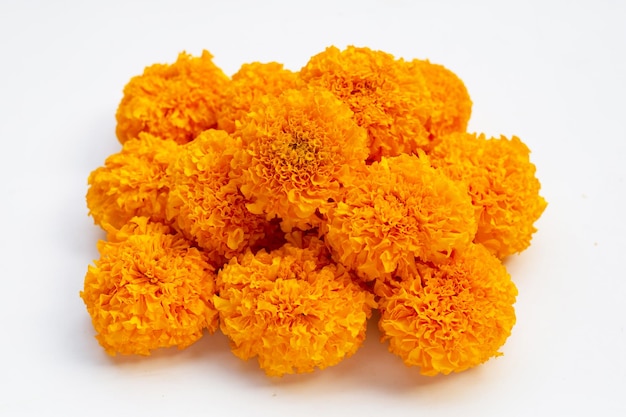 Marigold flowers on white background