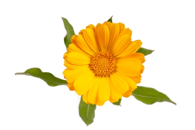 Photo marigold flowers with green leaf isolated on white background. calendula flower