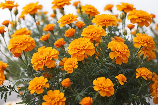 Marigold flowers with leaves and stems laid out on white background