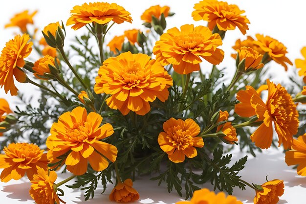Marigold flowers with leaves and stems laid out on white background