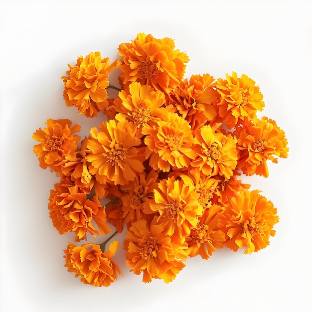 Marigold Flowers