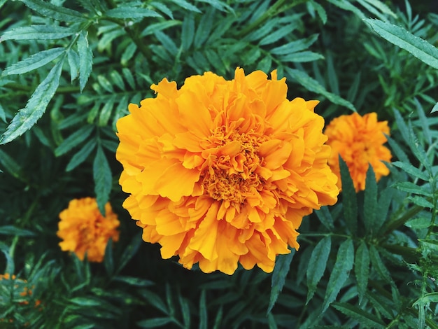 Photo marigold flowers