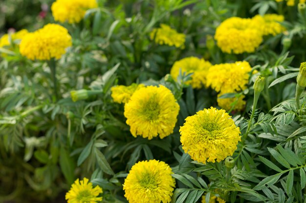 The Marigold flowers