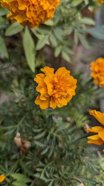 Photo marigold flowers