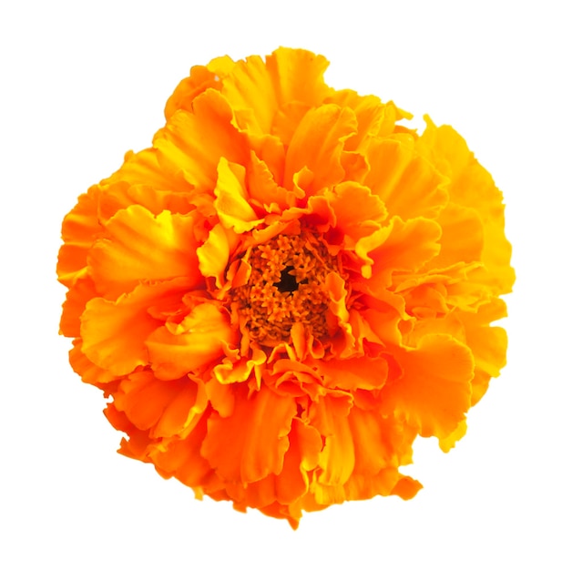 Fiori di calendula