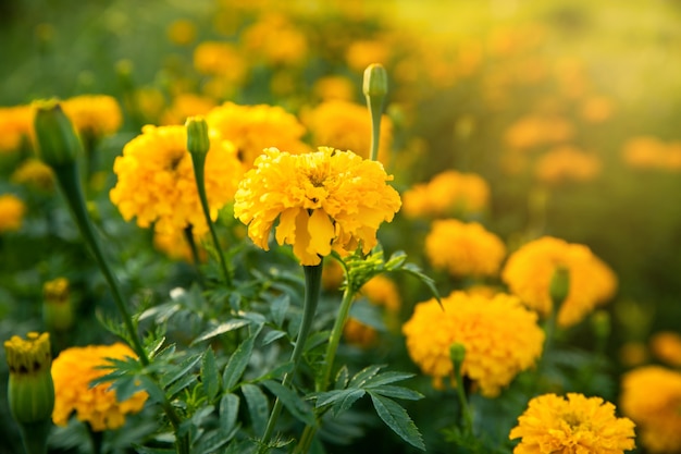 Marigold garden in evening