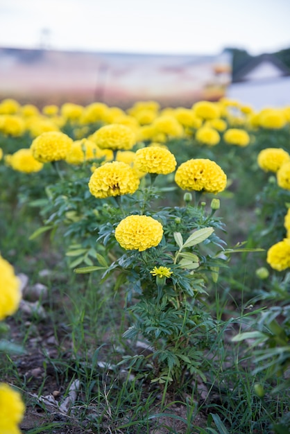 Tagete nel giardino della tailandia, fiore giallo.