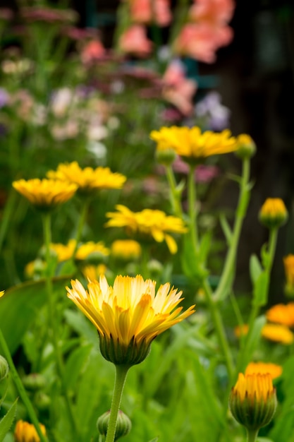 Marigold in the Garden