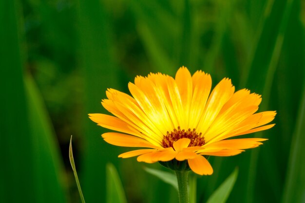 Marigold in the Garden