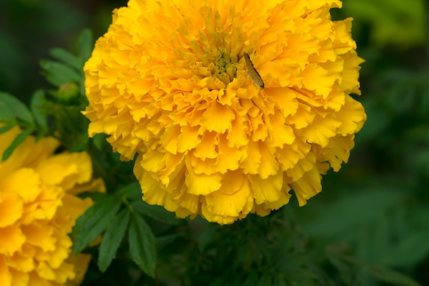 Marigold is yellow flower