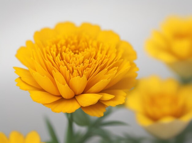 Marigold radiance abstract blurred shiny bokeh in yellow hues
