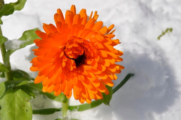 Marigold under the snow in Brittany