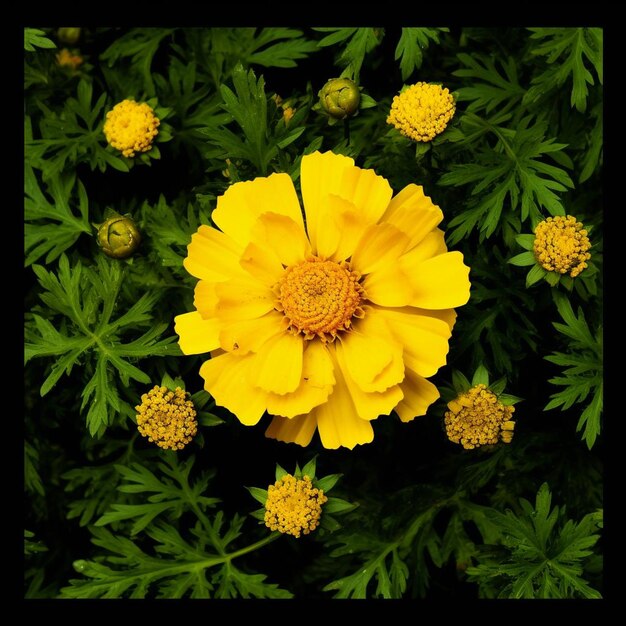 Photo marigold splendor in full bloom