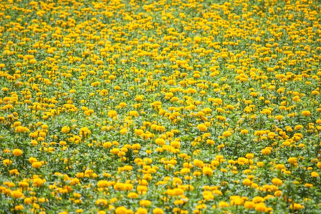 Цветочное поле бархатцев (Tagetes erecta)