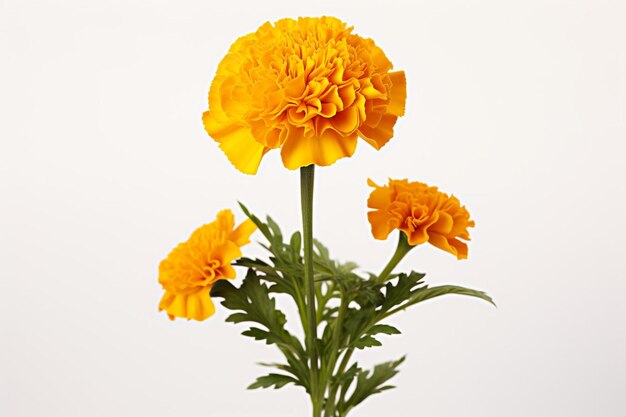 Photo marigold white background isolated