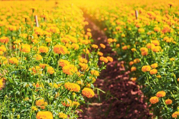 Marigold with the natural in gardens.