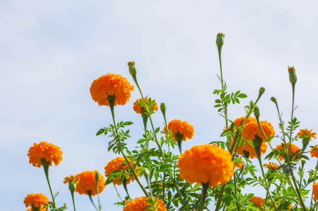 Marigold with a white sky at daytime