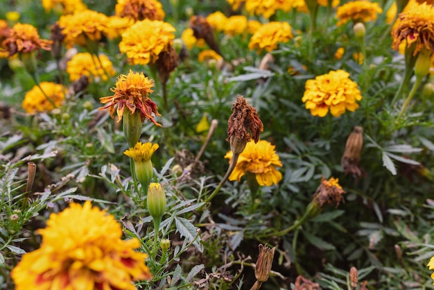 금잔화 노란색 여름 꽃 또는 tagetes 배경