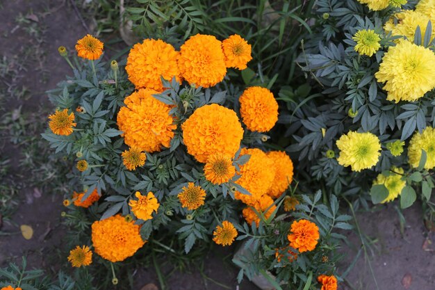 Foto marigold