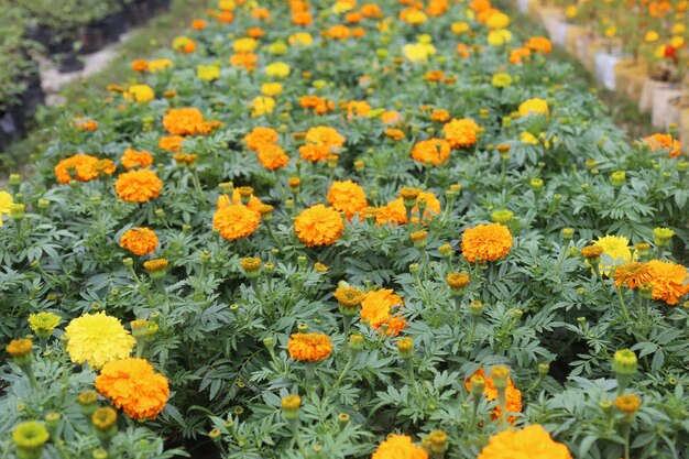 Photo marigold