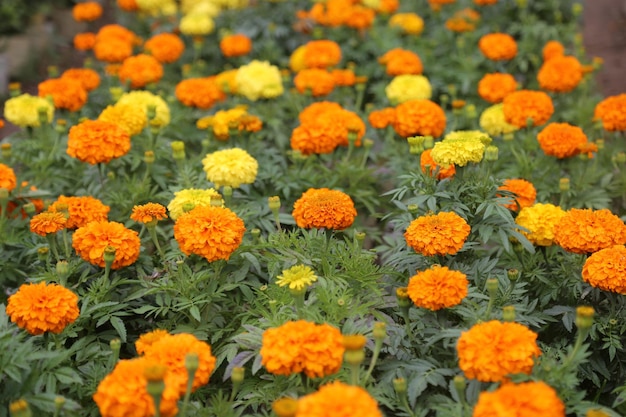 Photo marigold