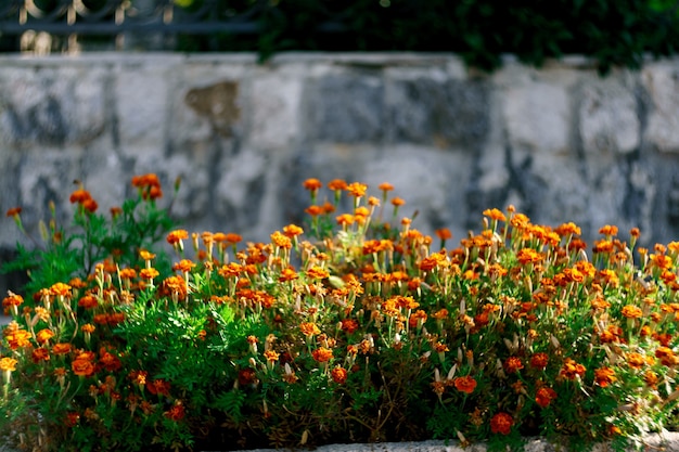 Le calendule durante la fioritura in un letto da giardino vicino a un muro di pietra.