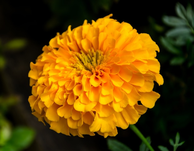Marigolds flower in the garden