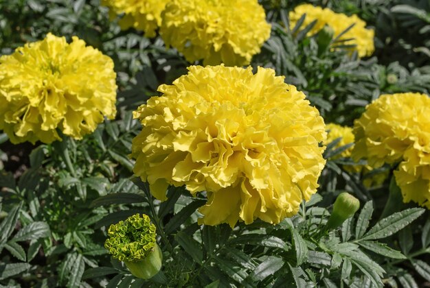 マリーゴールドの花は緑の背景に黄色の花と植物
