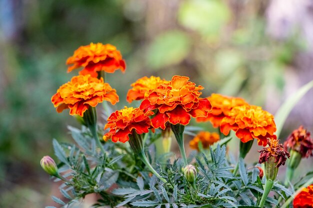 Marigolds in the garden on a blurred background