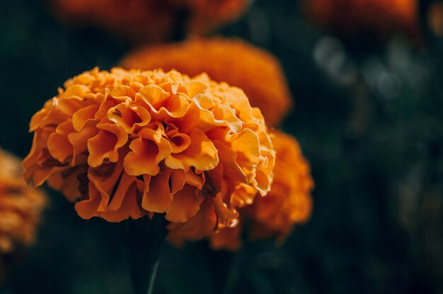 Marigolds growing in the park