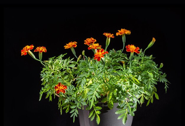 Marigolds in a pot on a black background