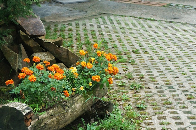 Marigolds in a pot in the yard