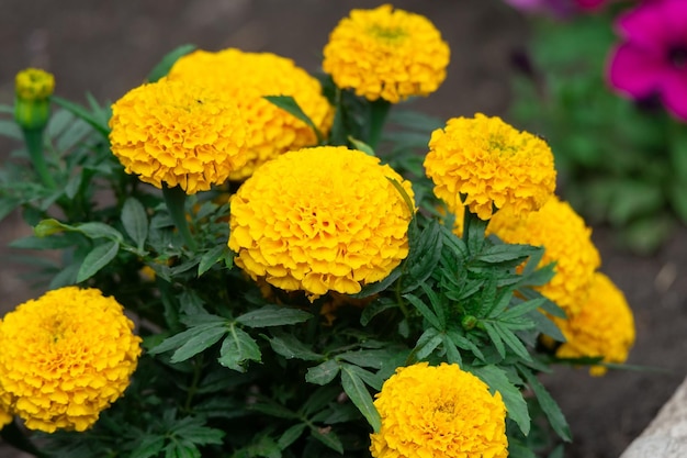 Marigolds Tagetes erecta Mexican marigold Aztec marigold African marigold in the garden