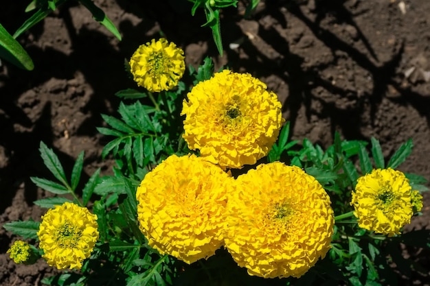 Marigolds Tagetes erecta 멕시코 금잔화 아즈텍 금잔화 정원의 아프리카 금잔화x9