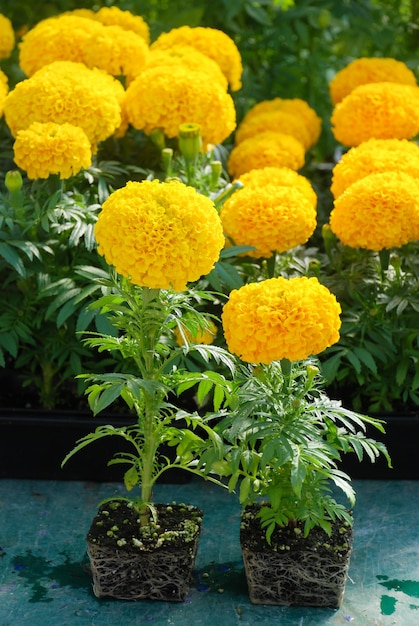 금잔화 노란색 Tagetes 에렉타 멕시코 금잔화 아즈텍 금잔화 아프리카 금잔화 금잔화 냄비 식물