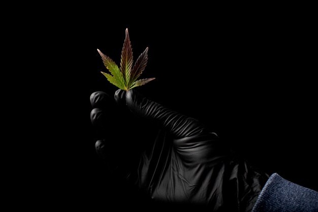 marihuana blad op een zwarte achtergrond