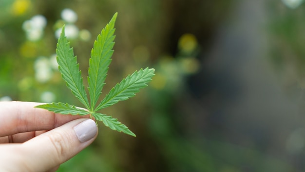 Marihuana blad wietplant groeit in de natuur