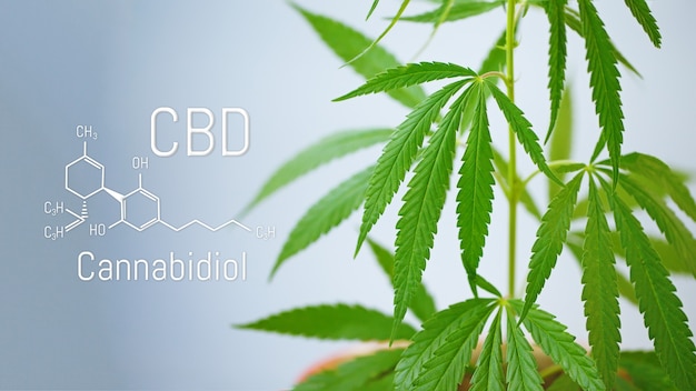 Marihuana bladeren met CBD chemische structuur, CBD cannabis formule