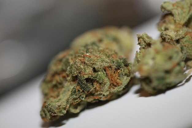 Foto marihuana bud macro achtergrond hoge kwaliteit grote afdruk medische cannabis super citroen nevel familie