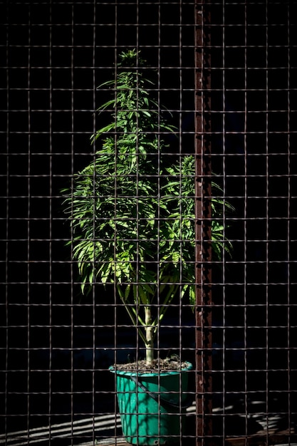 Marihuana en strafgevangenisbars en cannabisplant